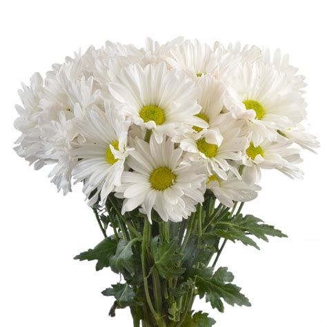 Poms White Daisy 50 Stems Sam S Club Bouquet Of Daisies White