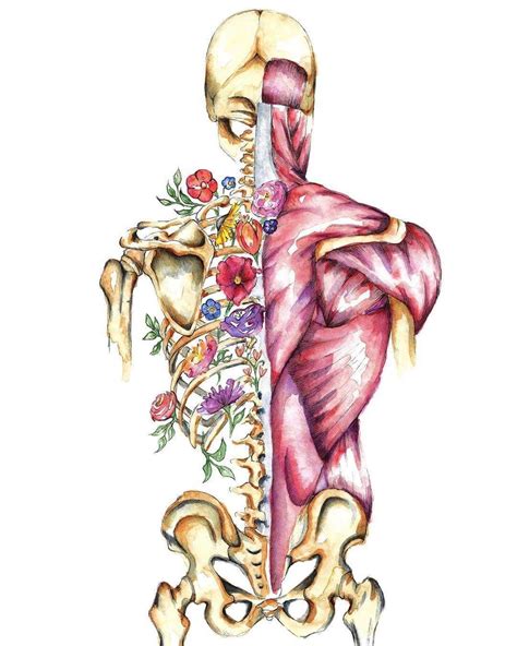 The Back View Of A Human Body With Muscles Highlighted And Flowers On Its Chest