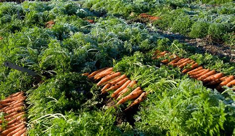 Simple Tips For Storing Garden Carrots 2023 Atonce