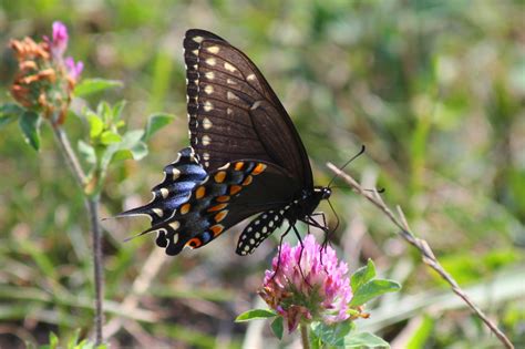 Digital Photography Black Swallowtail On Clover