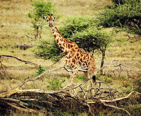 Giraffe On African Savanna Tanzania High Quality Animal Stock Photos