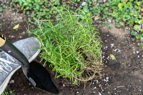 How To Transplant Garden Rosemary Indoors For The Winter