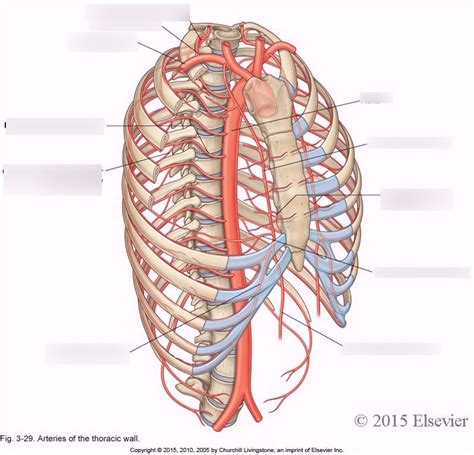 Arteries Of The Thoracic Wall Diagram Quizlet