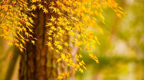 Autumn Tree Yellow Leaves In Blur Green Background 4k Hd Nature