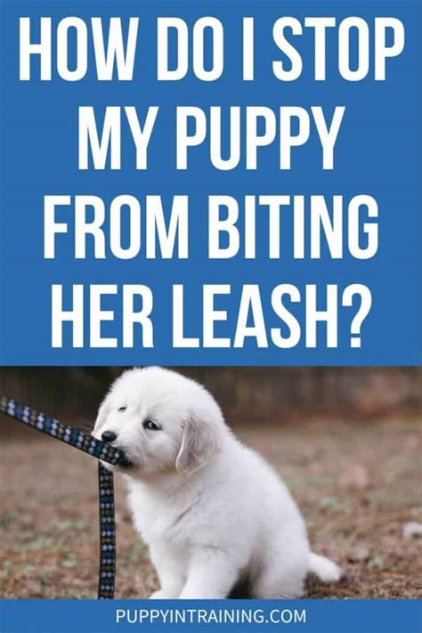 How Do I Stop My Puppy From Biting Her Leash Puppy In Training