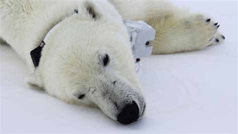 Climate Change Is Making Polar Bears Go Hungry Study Finds