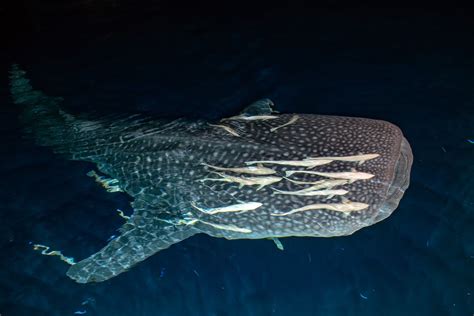 Whale Shark Maldives Como Maalfushi Reef Shark Whale Shark Maldives