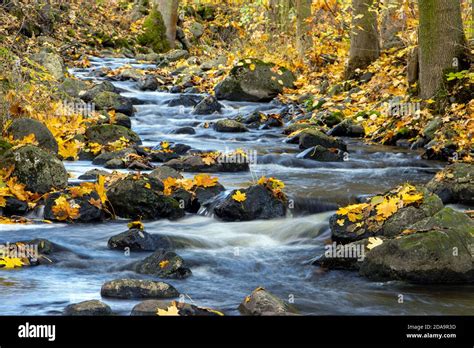 A Water Cascade In Autumn Forest With Fallen Leaves Water Flows Around