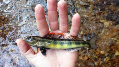 Tva Discovers New Fish In Tennessee River Watershed