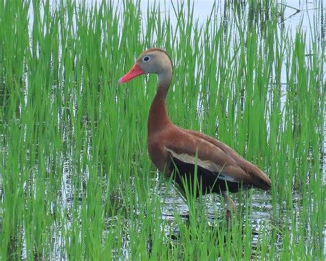 Ebird Checklist Aug Browns Farm Road Species Other Taxa