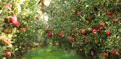 10 Best Fruit Trees to Grow in Nevada (2022 Guide) (2022)