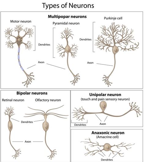 What Is A Sensory Neuron With Pictures