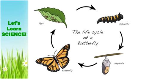 The life cycle of a butterfly can be depicted by a series of drawings that aren't too difficult to make yourself or to ask members of a class to draw for themselves. The life cycle of a butterfly