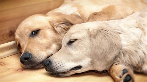 Why Bonded Pairs Matter When Considering Dogs For Adoption Sheknows