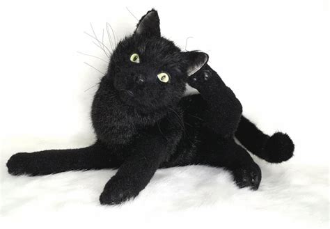 Realistic Toy Stuffed Animal Black Cat Pet Portrait Real Etsy