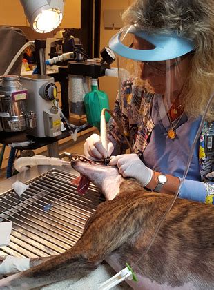 Customers and pets throughout the fraser valley depend on our veterinary services and advice. Dog Dentist In Chicago - Find Local Dentist Near Your Area