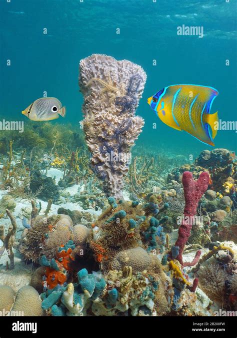Caribbean Sea Marine Life Underwater Sponge With Brittle Stars And