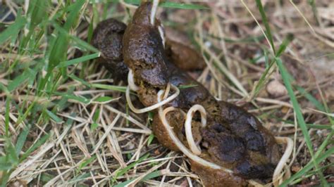 Pictures Of Worms In Dog Poop 2023 What To Do If You Find Them Petsmart