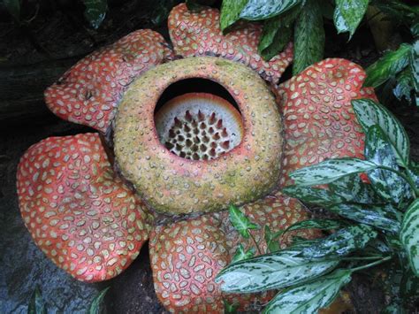 Rafflesia Arnoldii Endangered Endangered Species Corpse Flower