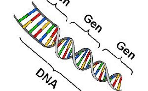 3 Control Genetico De La Sintesis Proteica Las Funciones De La Celulas