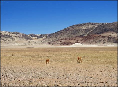 Vicuñas Antofagasta De La Sierra Catamarca Argentina Flickr