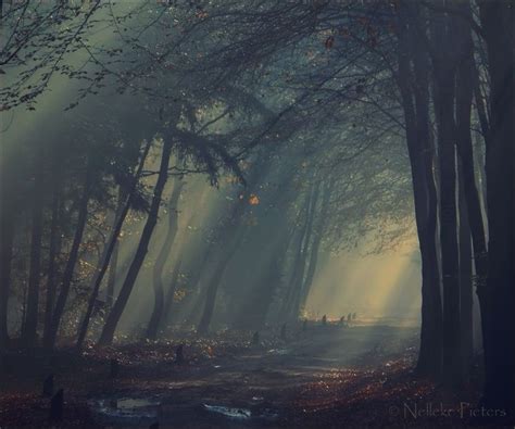 Shadow Forest By Nolleke