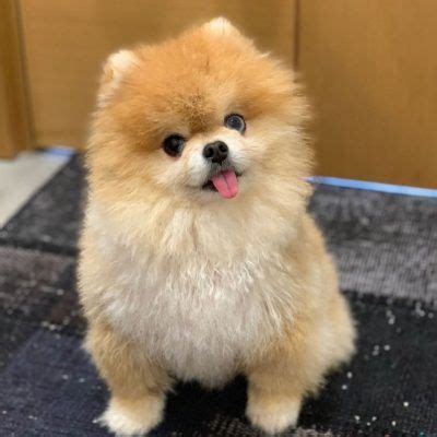 If you don't have much money to spend on dogs only so you can buy pomeranian. MC Pom Pups offers online Red Pomeranian puppies, Teacup ...