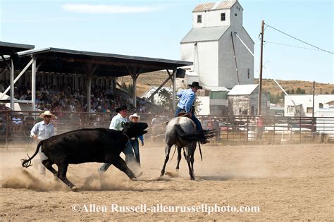 Wild Cow Milking At Wilsall Ranch Rodeo In Montana Allen Russell Photography