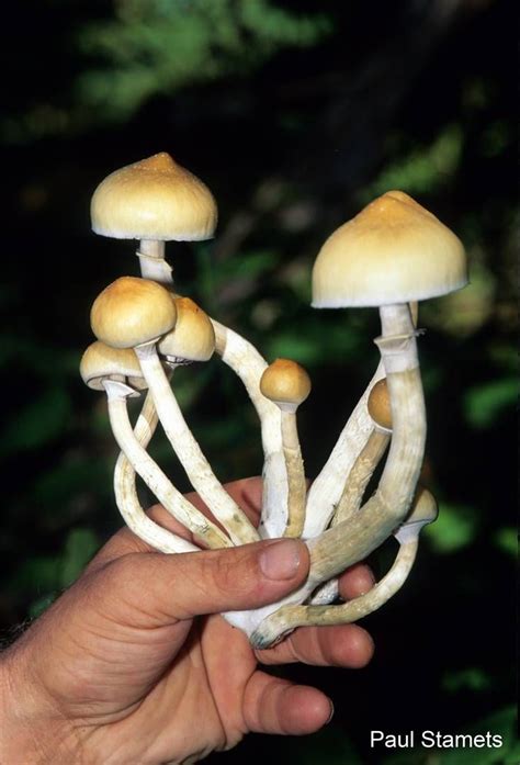 What Are Psychedelic Mushrooms