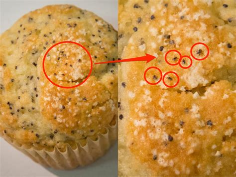 Cdc Apologizes For Photo Of Ticks On Poppy Seed Muffin Business Insider