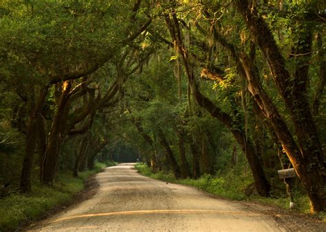 Landscapes Forest Tree Green Nature Amazing Road Wallpaper