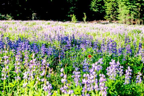 Photo Of Lupine In A Meadow By Photo Stock Source Flower Oregon Usa