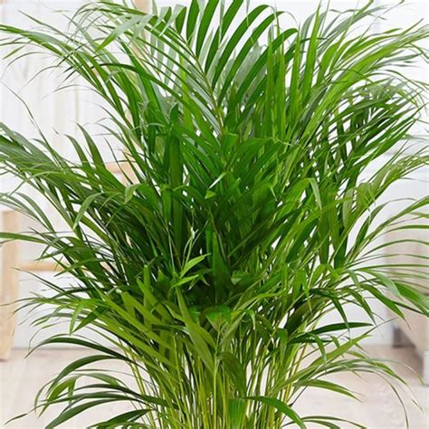 Bamboo Palm Verdego