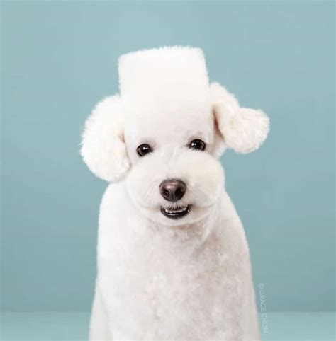 Adorable Dog Portraits Before And After Japanese Grooming Makeovers