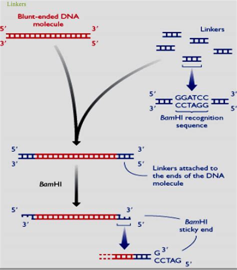 Recombinant Rna Technology Restriction Enzyme And Dna Ligases Linker