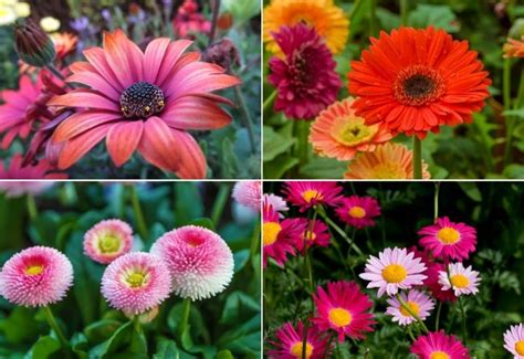 Multi Colored Daisy Flowers Home Alqu
