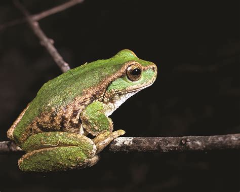 Refuges offer hope for the spotted tree frog