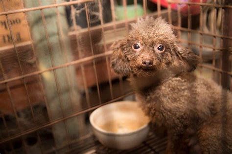 5 Common Illnesses That Occur In Puppy Mill Dogs And Why You Should