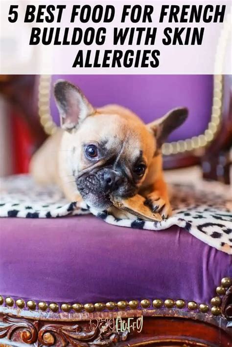 5 Best Food For French Bulldog With Skin Allergies Dog Fluffy