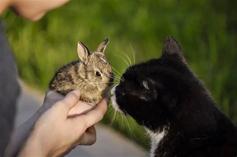 Do Cats Eat Rabbits 6 Tips To Keep Your Rabbits Safe Rabbit Care Blog