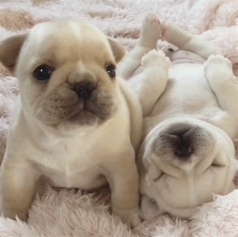 Welcome to fat bulldog productions, we are a home breeder of french bulldogs. baby french bulldog | Tumblr