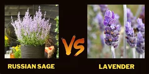 Russian Sage Vs Lavender Most Alarming Similarities And Key Differences