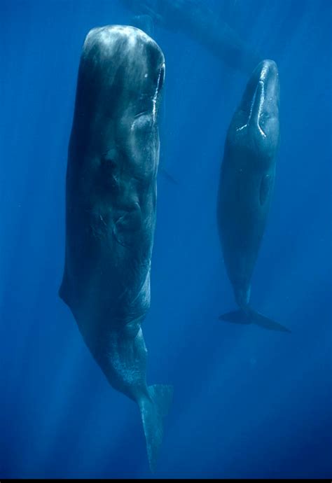 Sleeping Whales Photographer Reveals What Whales Look Like When They