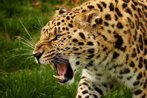 Snarl A Male Amur Leopard Snarling Amur Leopards Are A Cr Flickr