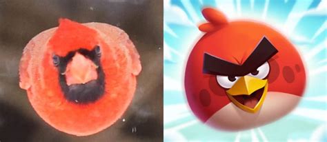 Photographer Catches Angry Bird In Real Life Petapixel