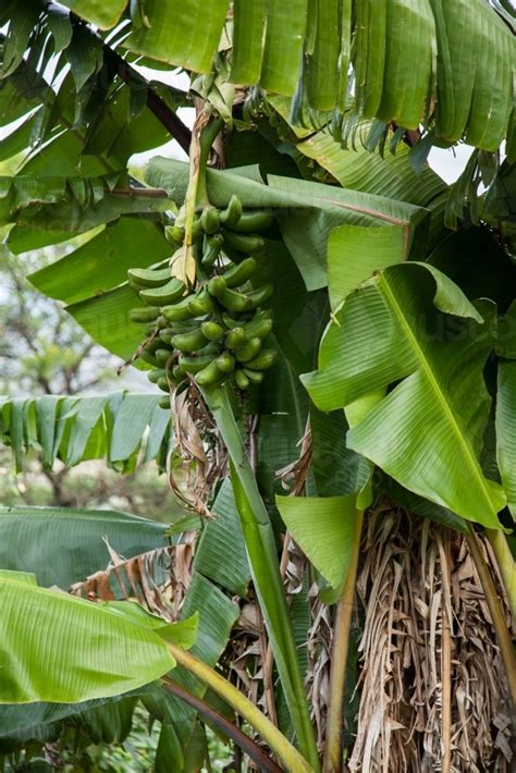 Image Of Green Bananas On A Banana Plant Austockphoto