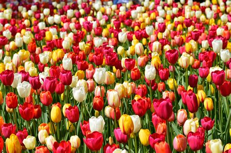 Tulip Varieties Learn About The Many Different Varieties Of Tulips