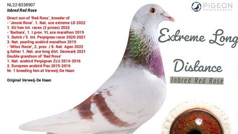 Extreme Long Distance Inbred Red Rose Racing Pigeon For Sale In Pipa