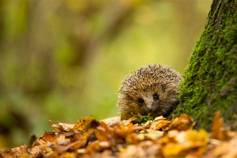 Fond Décran Animaux La Nature écureuil Branche Faune Hérisson