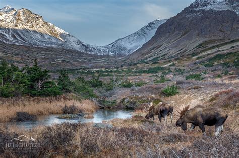 Wildlife And Bird Photography Of Alaska Jeff Schultz Photography